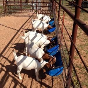 Meet your Posher, Johnnie kay